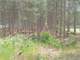 Acres Hunting Santuary with Food Plots and Water Holes Photo 4