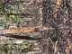 657 Acres Prime Ozark Hunting Property for Sale Photo 12