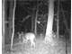 Acres Hunting Land Lapeer County Photo 5