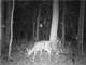 Acres Hunting Land Lapeer County Photo 6